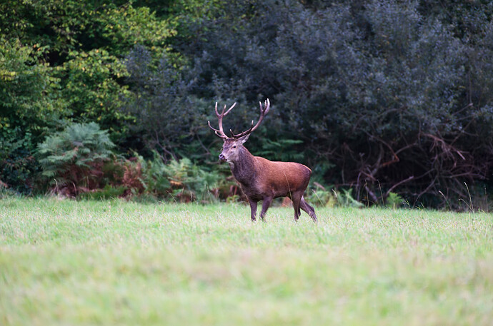 2024-09-30-Cerisy-Cerf-017-1_filtered-rd