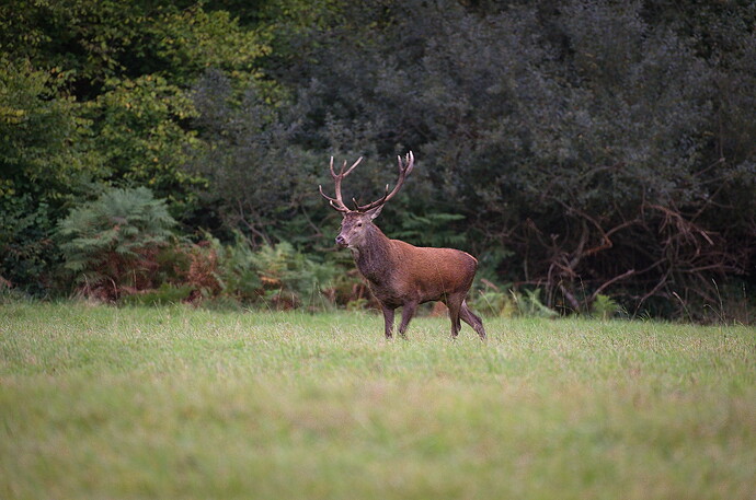 2024-09-30-Cerisy-Cerf-017-2