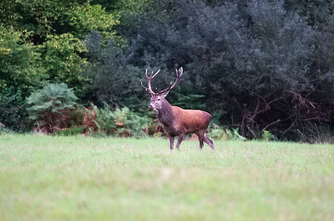 2024-09-30-Cerisy-Cerf-017