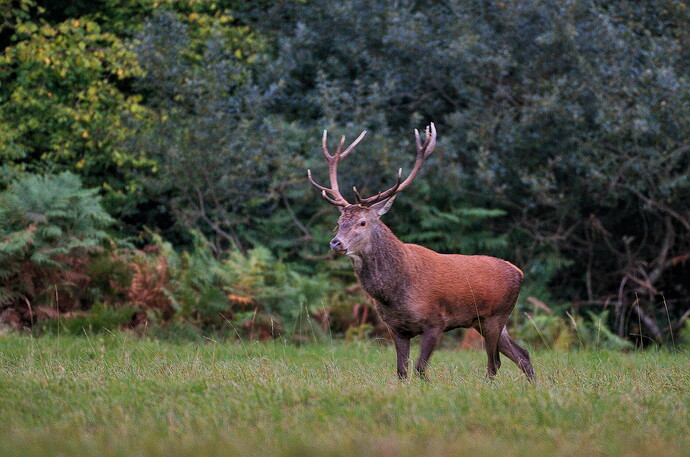 2024-09-30-Cerisy-Cerf-017