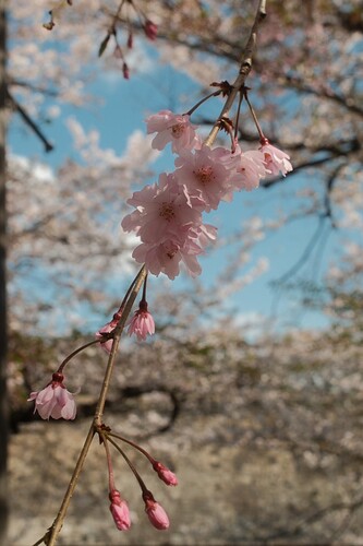 Japon-jpg - 00000018