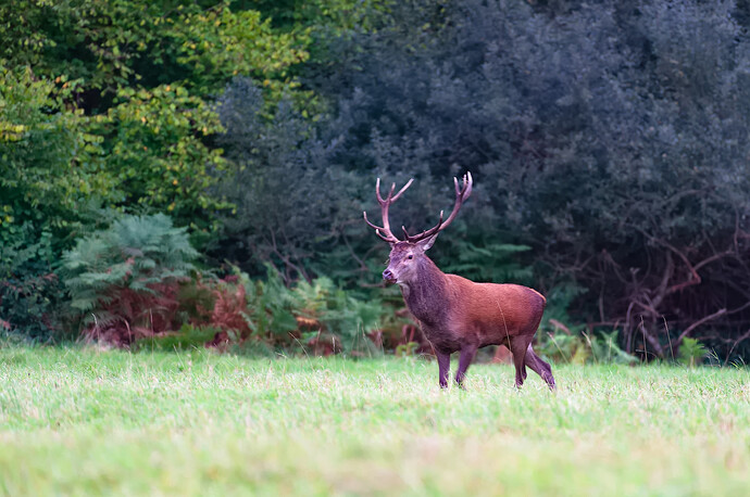 2024-09-30-Cerisy-Cerf-017-NEF_Dxo