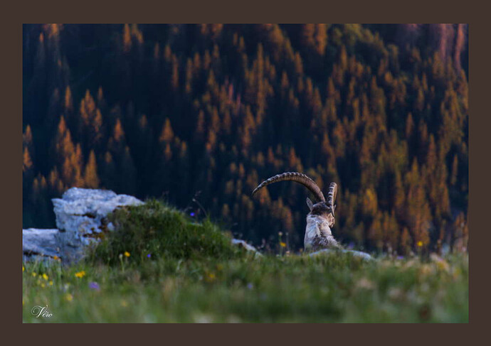 Véro (31)