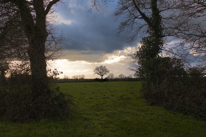 L'arbre solitaire dans la prairie