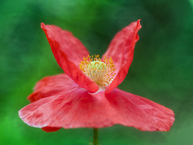 IMGP2257_art_6_crop_gimp_burn_1080